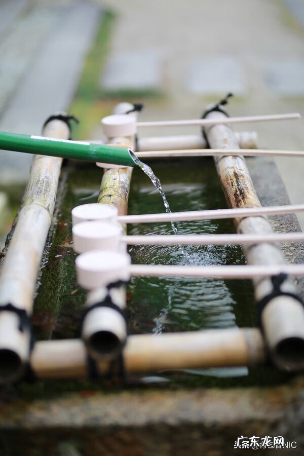 鸟飞进店铺的风水说法 飞鸟时代都城的风水