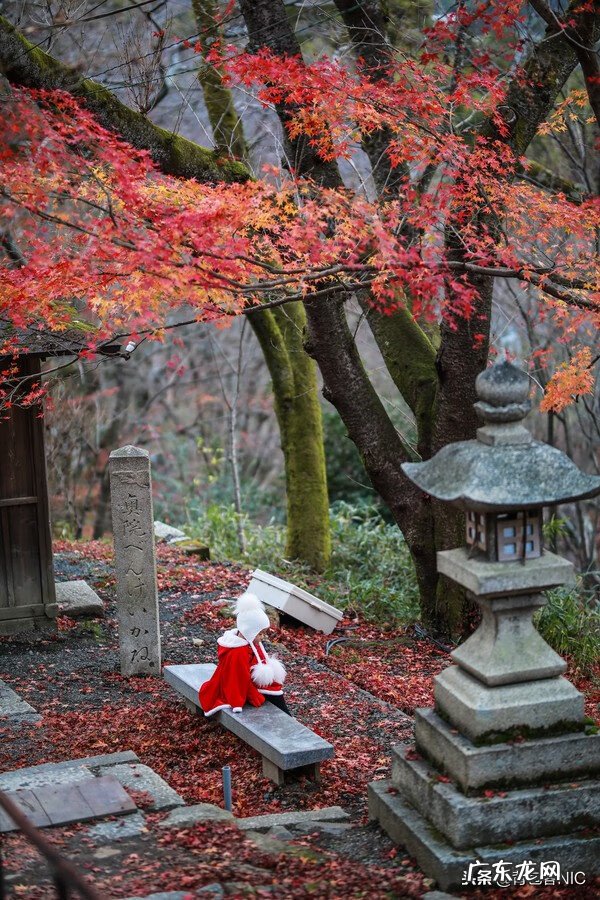 鸟飞进店铺的风水说法 飞鸟时代都城的风水