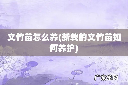 新栽的文竹苗如何养护 文竹苗怎么养