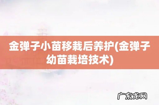 金弹子幼苗栽培技术 金弹子小苗移栽后养护