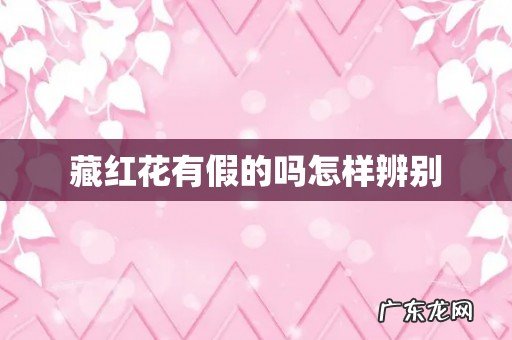 藏红花有假的吗怎样辨别