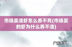 市场买的虾为什么养不活 市场卖活虾怎么养不死