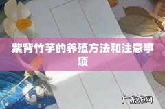 紫背竹芋的养殖方法和注意事项
