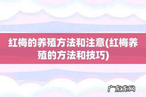 红梅养殖的方法和技巧 红梅的养殖方法和注意