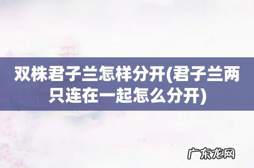 君子兰两只连在一起怎么分开 双株君子兰怎样分开