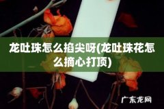龙吐珠花怎么摘心打顶 龙吐珠怎么掐尖呀