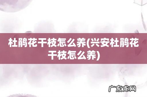 兴安杜鹃花干枝怎么养 杜鹃花干枝怎么养