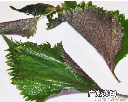 长期吃苏子叶有什么好处 苏叶的功效与作用图片