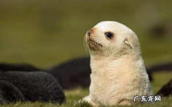 海狗鞭的功效与作用及禁忌 海狗鞭的功效与作用是什么?