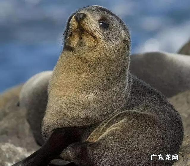 海狗鞭的功效与作用及禁忌 海狗鞭的功效与作用是什么?