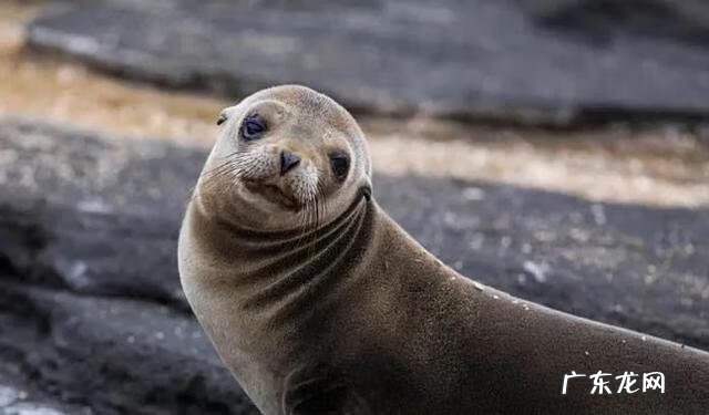 海狗鞭的功效与作用及禁忌 海狗鞭的功效与作用是什么?