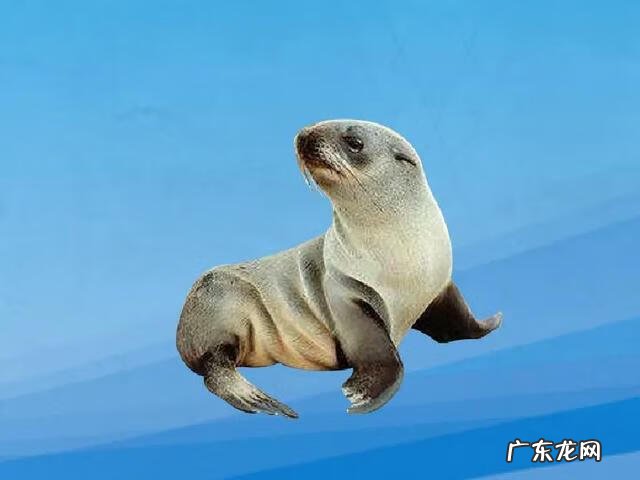 海狗鞭的功效与作用及禁忌 海狗鞭的功效与作用是什么?