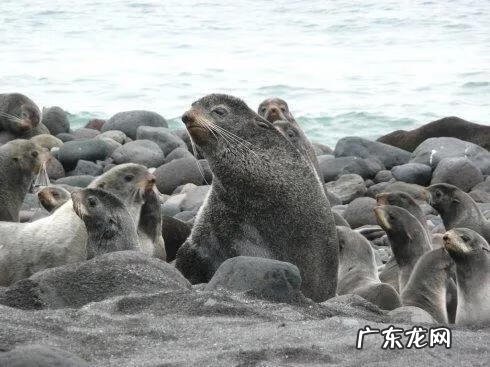 海狗鞭的功效与作用及禁忌 海狗鞭的功效与作用是什么?
