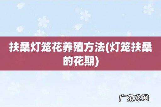 灯笼扶桑的花期 扶桑灯笼花养殖方法