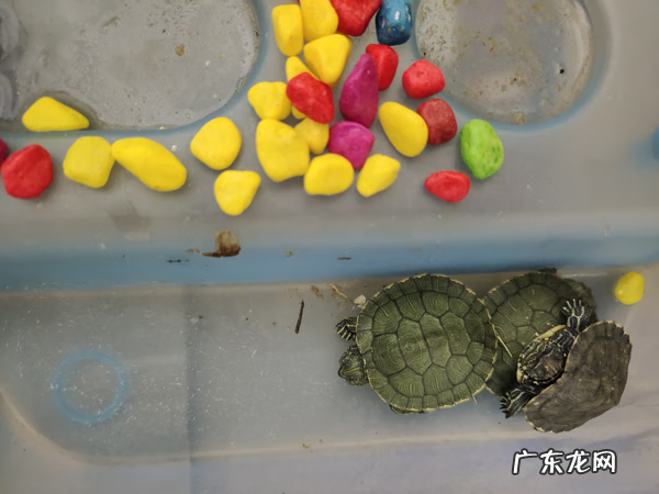 乌龟咬到手有毒吗 乌龟咬手吗