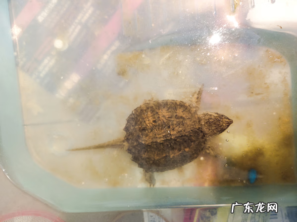 乌龟咬到手有毒吗 乌龟咬手吗