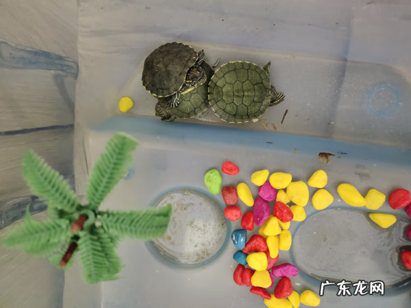 乌龟咬到手有毒吗 乌龟咬手吗