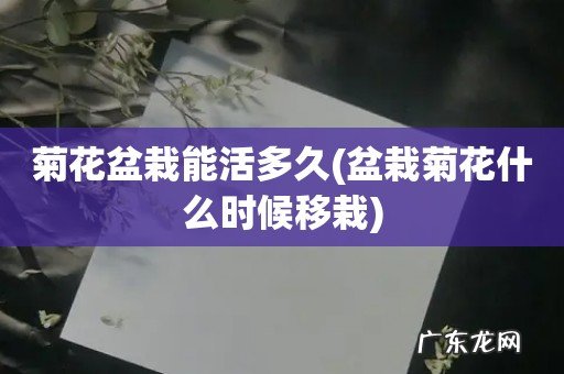 盆栽菊花什么时候移栽 菊花盆栽能活多久