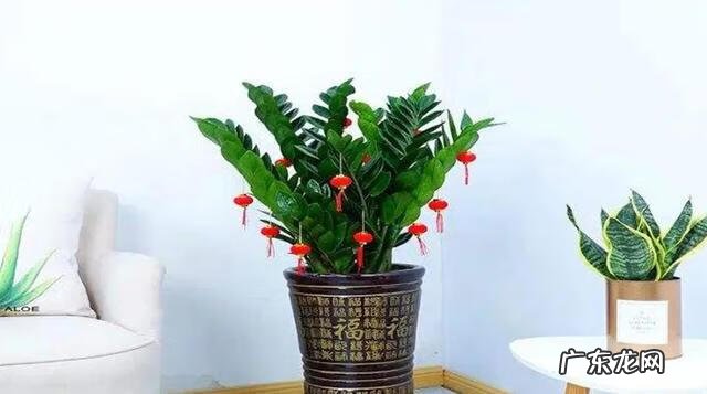 花园风水 居家风水花