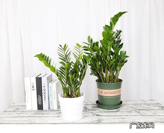 花园风水 居家风水花