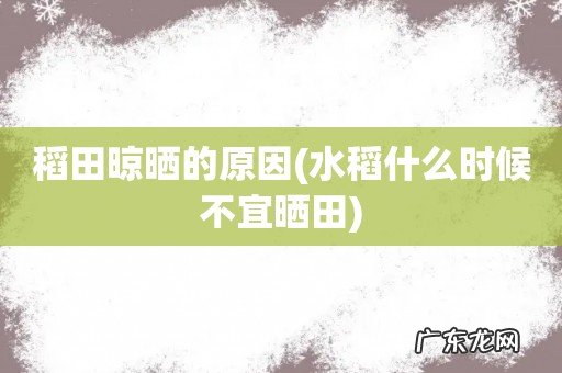 水稻什么时候不宜晒田 稻田晾晒的原因