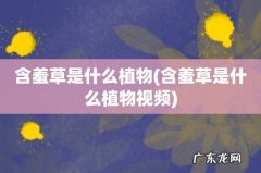 含羞草是什么植物视频 含羞草是什么植物