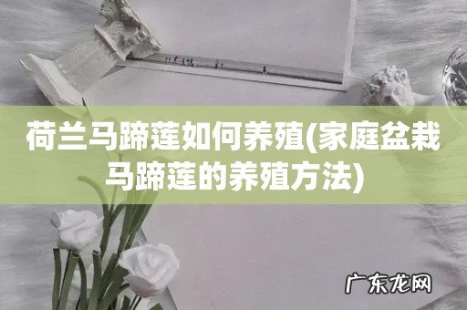 家庭盆栽马蹄莲的养殖方法 荷兰马蹄莲如何养殖