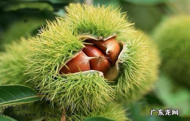 炒板栗的功效与作用 板栗的作用是什么