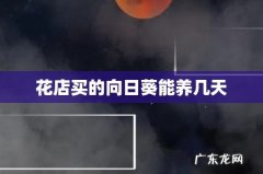花店买的向日葵能养几天