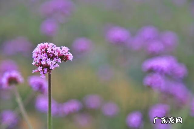 孔雀蛋什么颜色 孔雀蛋是怎么样的