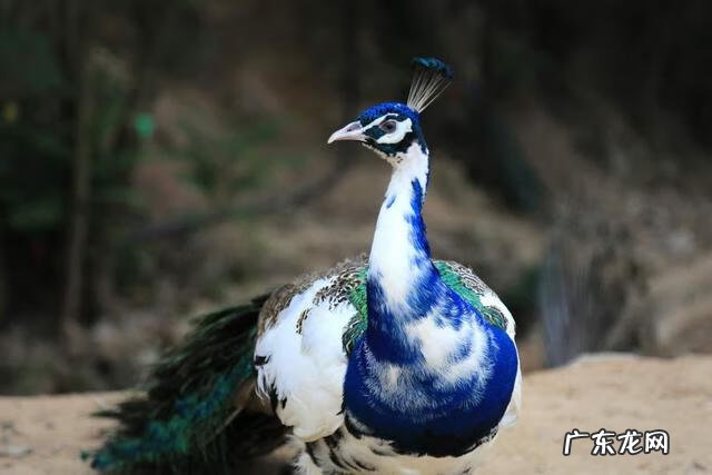 孔雀蛋什么颜色 孔雀蛋是怎么样的