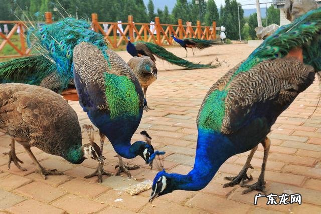 孔雀蛋什么颜色 孔雀蛋是怎么样的