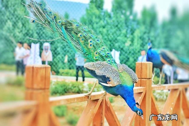 孔雀蛋什么颜色 孔雀蛋是怎么样的