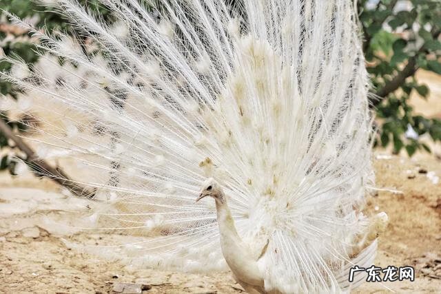 孔雀蛋什么颜色 孔雀蛋是怎么样的