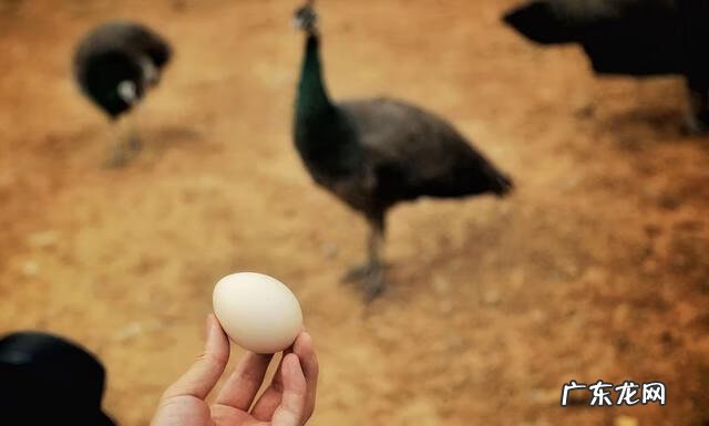 孔雀蛋什么颜色 孔雀蛋是怎么样的