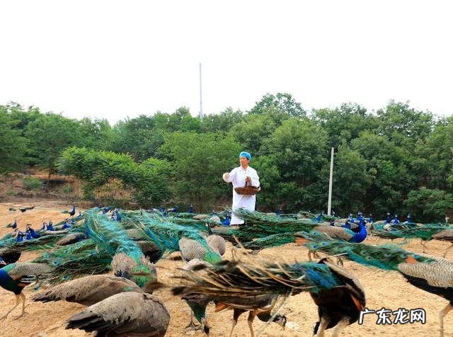 孔雀蛋什么颜色 孔雀蛋是怎么样的