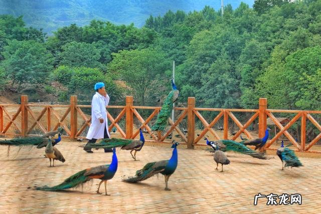 孔雀蛋什么颜色 孔雀蛋是怎么样的