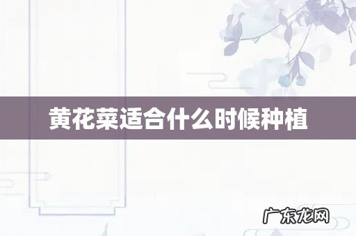 黄花菜适合什么时候种植