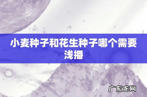 小麦种子和花生种子哪个需要浅播