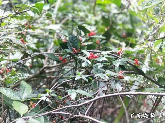 上林有哪些风水宝地 上林哪里有好的风水大师