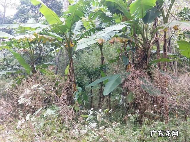 上林有哪些风水宝地 上林哪里有好的风水大师