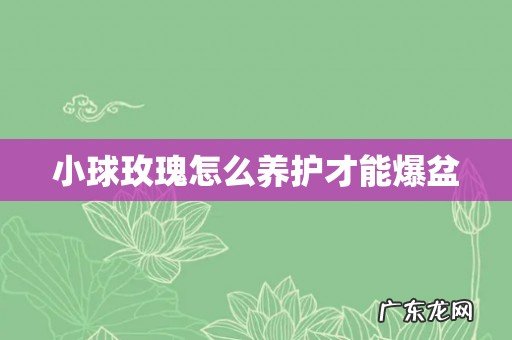 小球玫瑰怎么养护才能爆盆