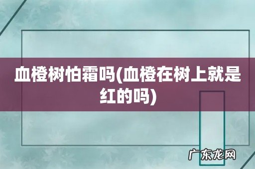 血橙在树上就是红的吗 血橙树怕霜吗