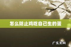 怎么防止鸡吃自己生的蛋