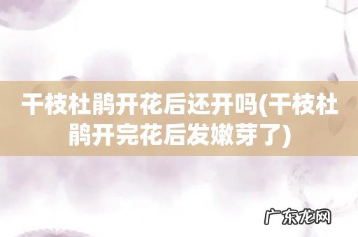 干枝杜鹃开完花后发嫩芽了 干枝杜鹃开花后还开吗