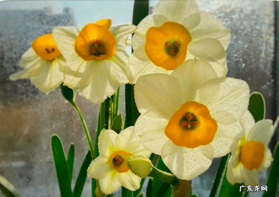 水仙花的风水作用禁忌 水仙的风水