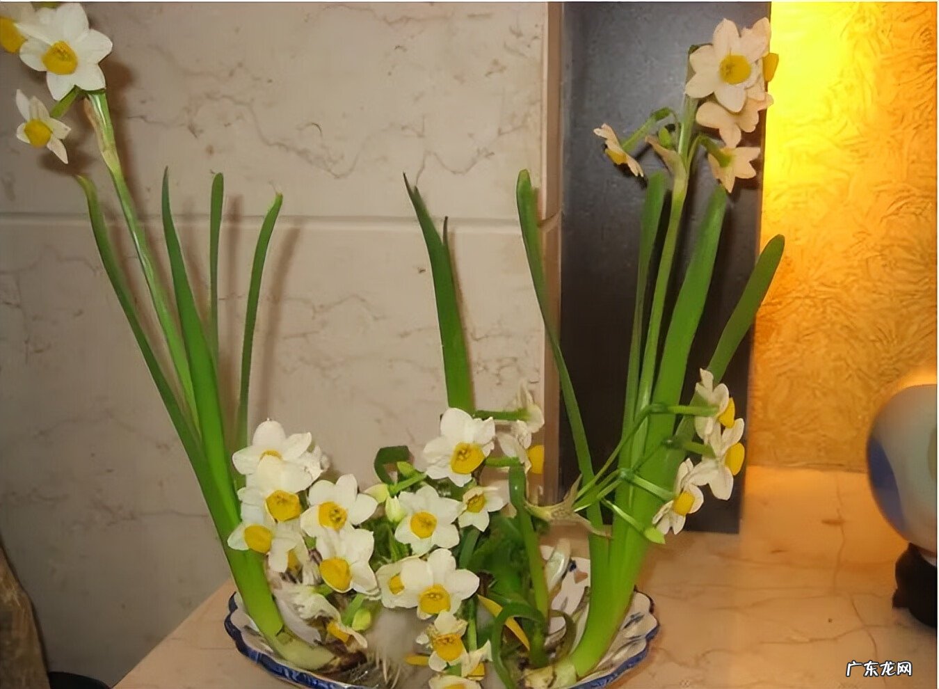 水仙花的风水作用禁忌 水仙的风水