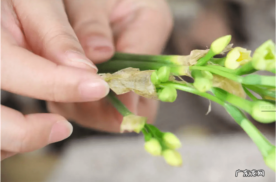 水仙花的风水作用禁忌 水仙的风水