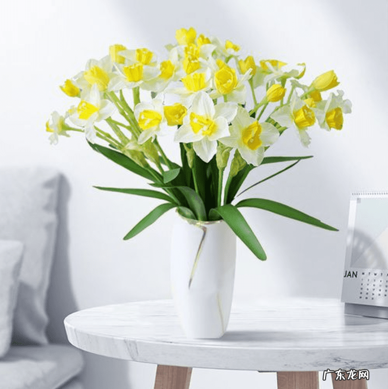 水仙花的风水作用禁忌 水仙的风水
