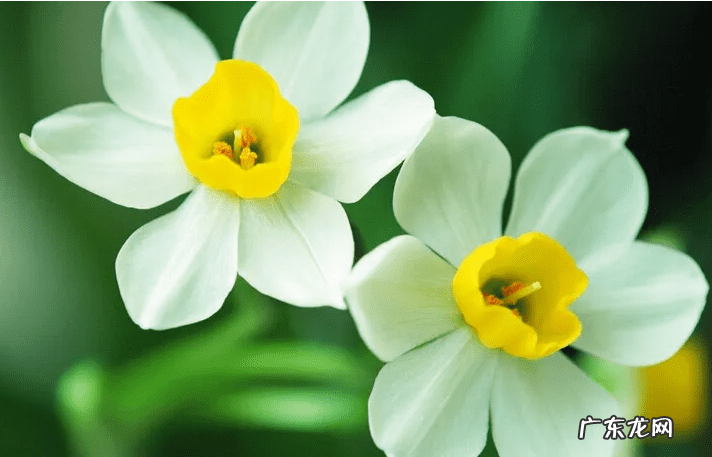 水仙花的风水作用禁忌 水仙的风水